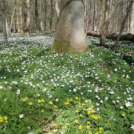 Kleine, Separate Ferienwohnung Auf Einem Großen Wiesen- Und Obstgartengrundstück Apartment *